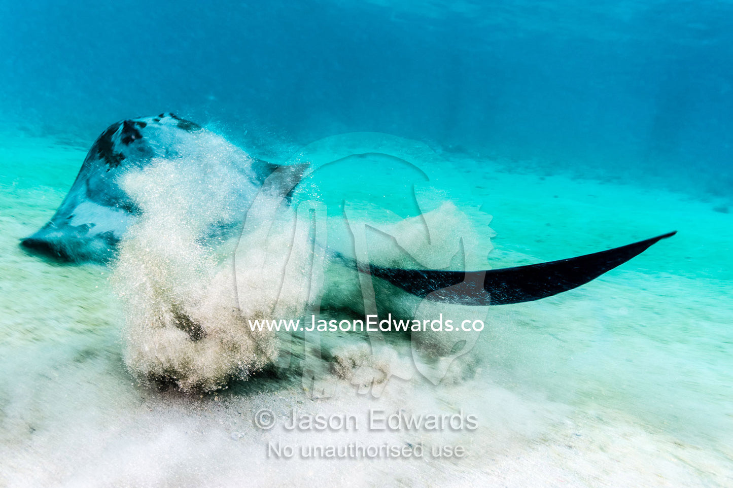 A Cowtail Stingray launches from the sand with it's powerful tail. Heron Island, Great Barrier Reef, Queensland, Australia.