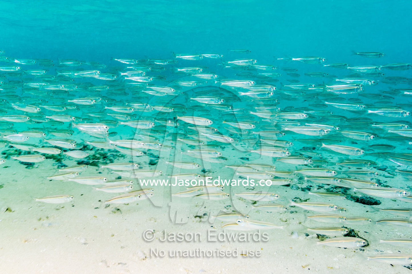 A shoal of silver Slender Hardyhead swimming through the shallows. Heron Island, Great Barrier Reef, Queensland, Australia.