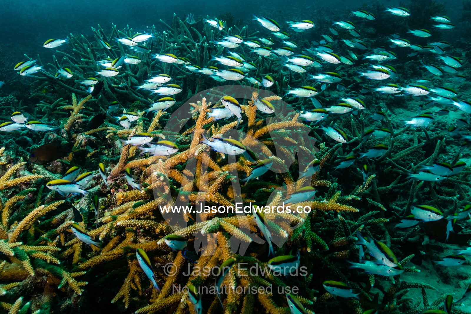 A shoal of Chromis swimming around staghorn coral. Heron Island, Great Barrier Reef, Queensland, Australia.