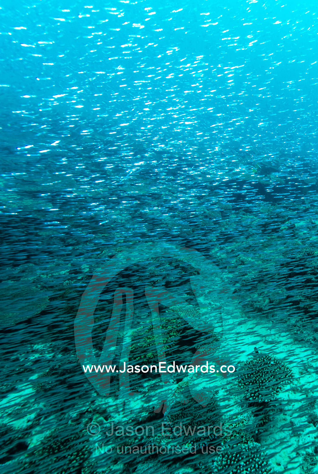 An enormous silver shoal of Slender Hardyhead swimming above a coral reef. Heron Island, Great Barrier Reef, Queensland, Australia.