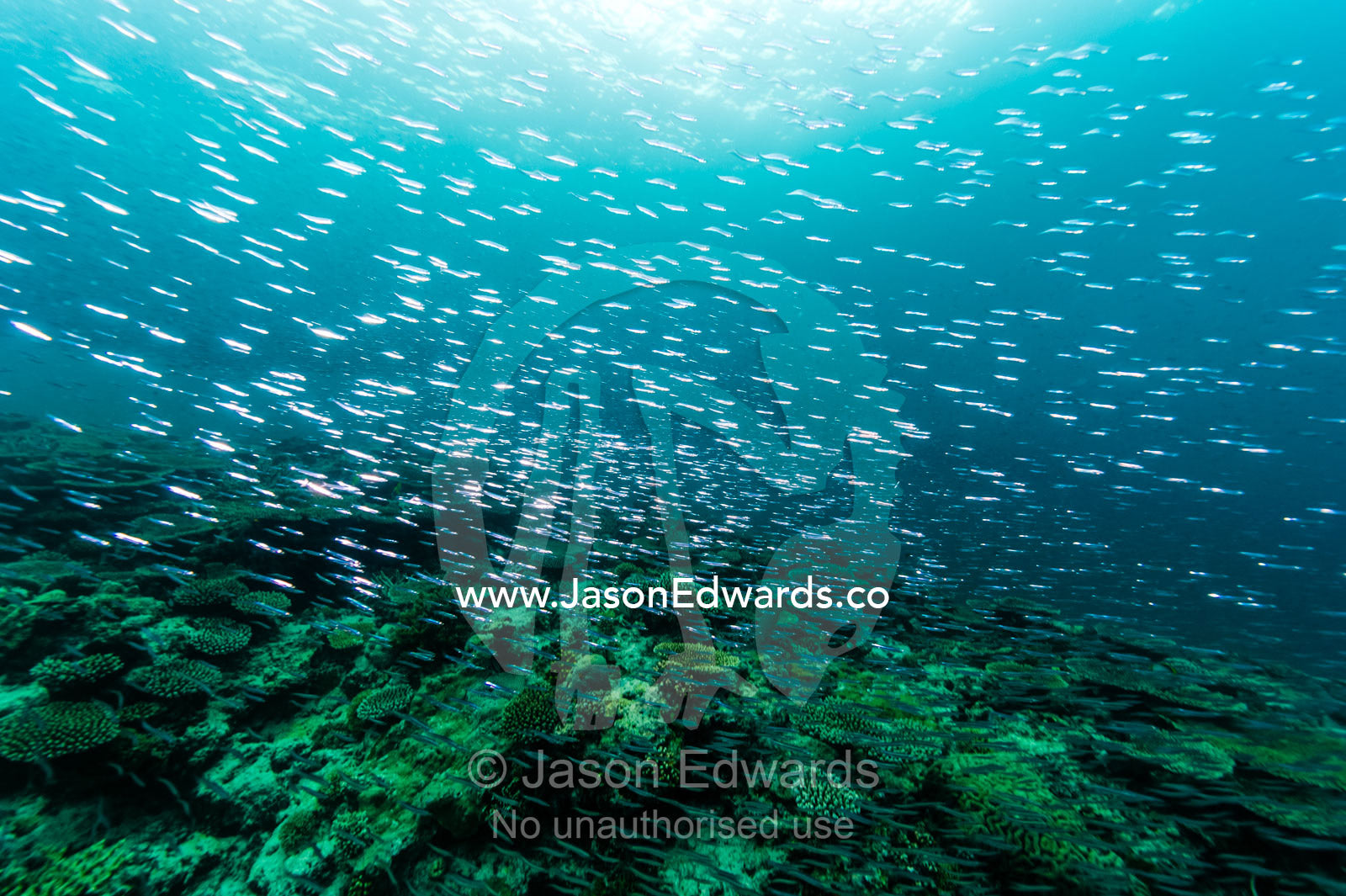 An enormous silver shoal of Slender Hardyhead swimming above a coral reef. Heron Island, Great Barrier Reef, Queensland, Australia.