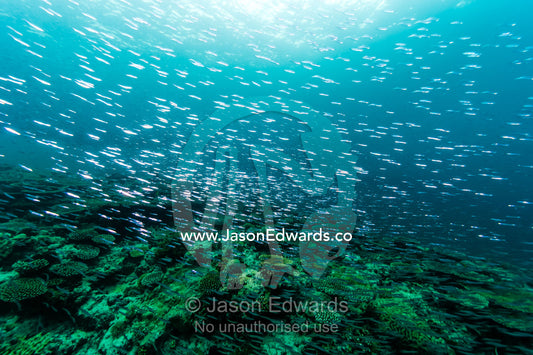 An enormous silver shoal of Slender Hardyhead swimming above a coral reef. Heron Island, Great Barrier Reef, Queensland, Australia.