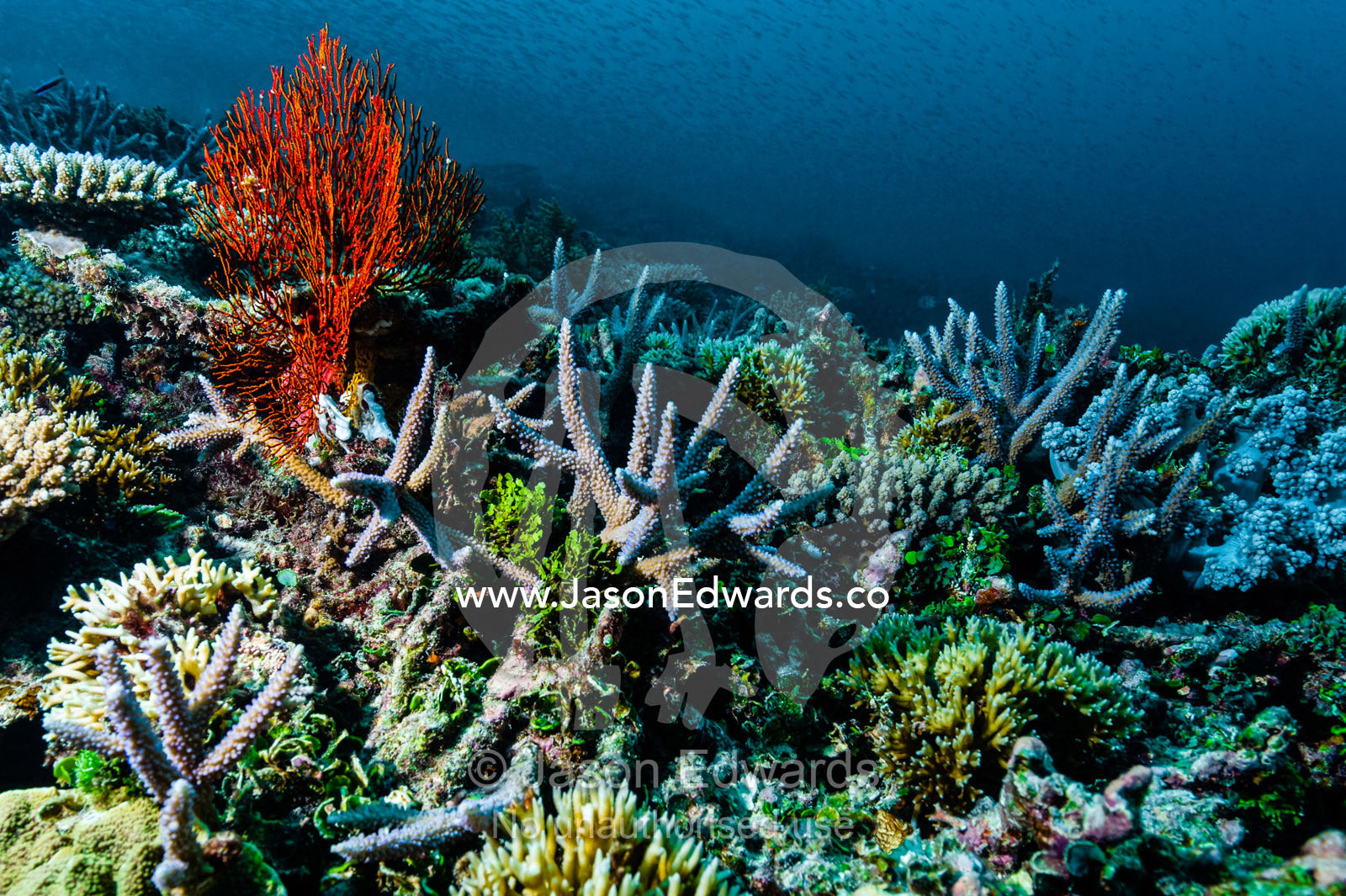 A Red Gorgonian Sea Fan emerging from a coral reef. Heron Island, Great Barrier Reef, Queensland, Australia.