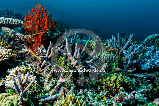 A Red Gorgonian Sea Fan emerging from a coral reef. Heron Island, Great Barrier Reef, Queensland, Australia.