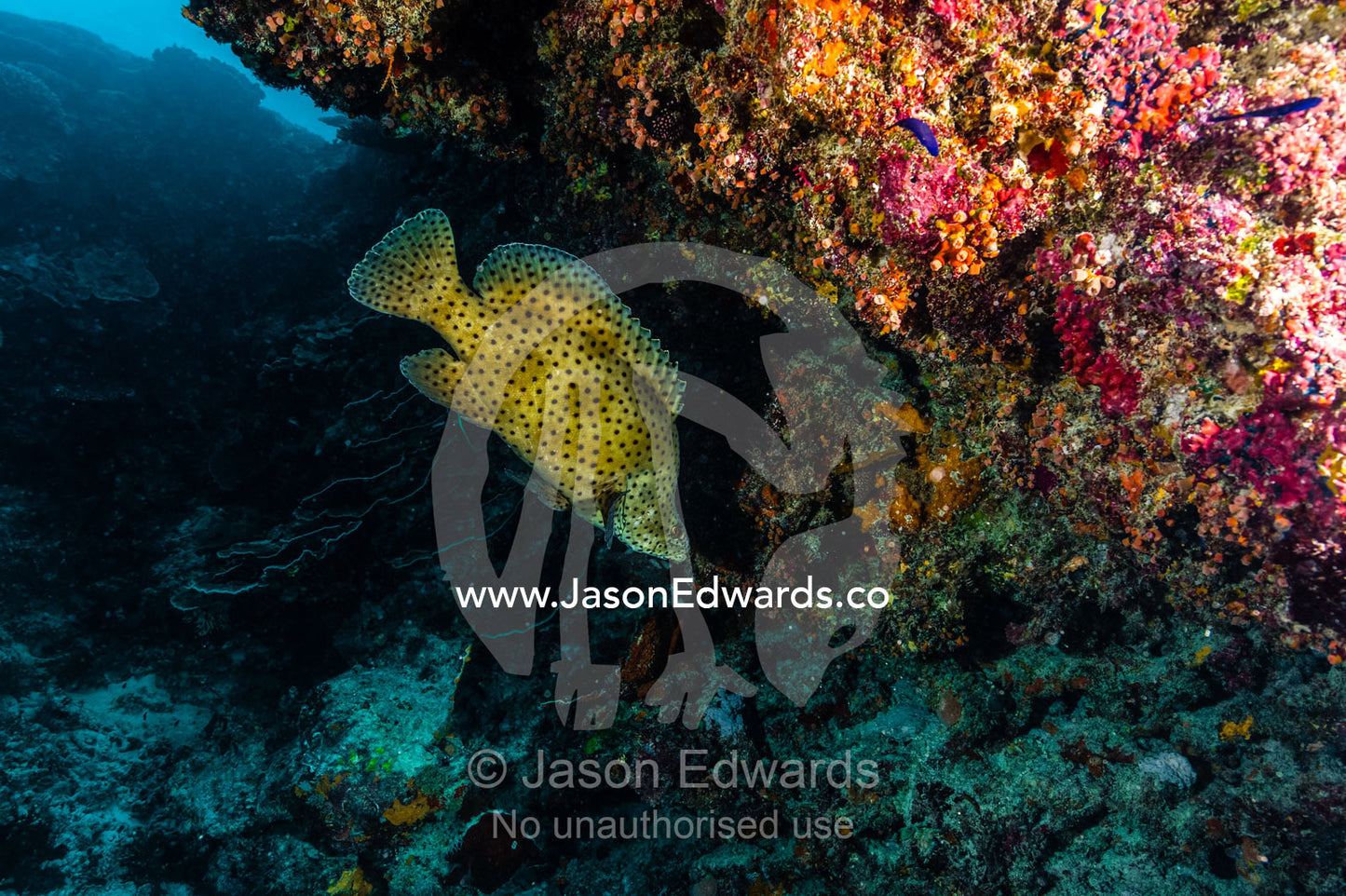 A Barramundi Cod resting in a cave in a coral reef. Heron Island, Great Barrier Reef, Queensland, Australia.