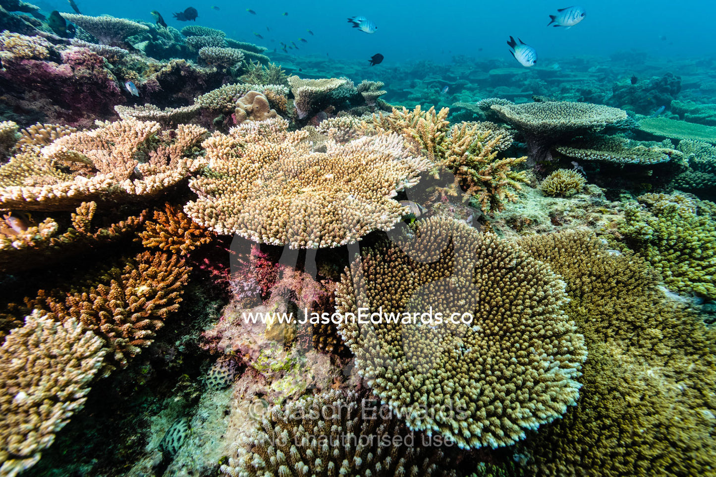 A colony of Plate and Table Corals on a tropical reef. Heron Island, Great Barrier Reef, Queensland, Australia.