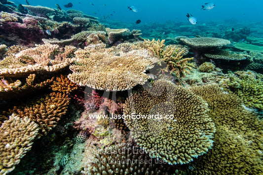 A colony of Plate and Table Corals on a tropical reef. Heron Island, Great Barrier Reef, Queensland, Australia.