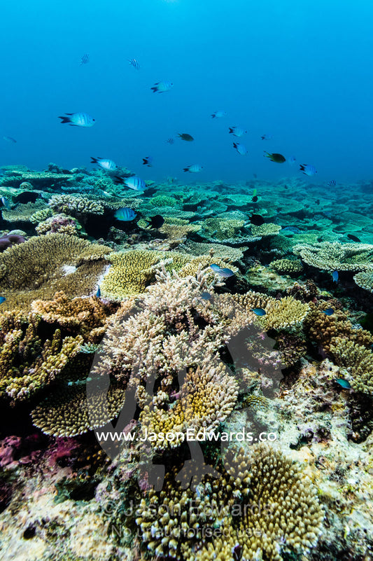 A colony of Plate and Table Corals on a tropical reef. Heron Island, Great Barrier Reef, Queensland, Australia.