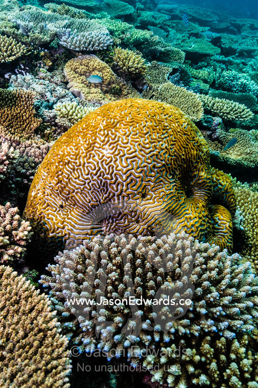 A Brain coral emerges from Plate Corals on a tropical reef. Heron Island, Great Barrier Reef, Queensland, Australia.
