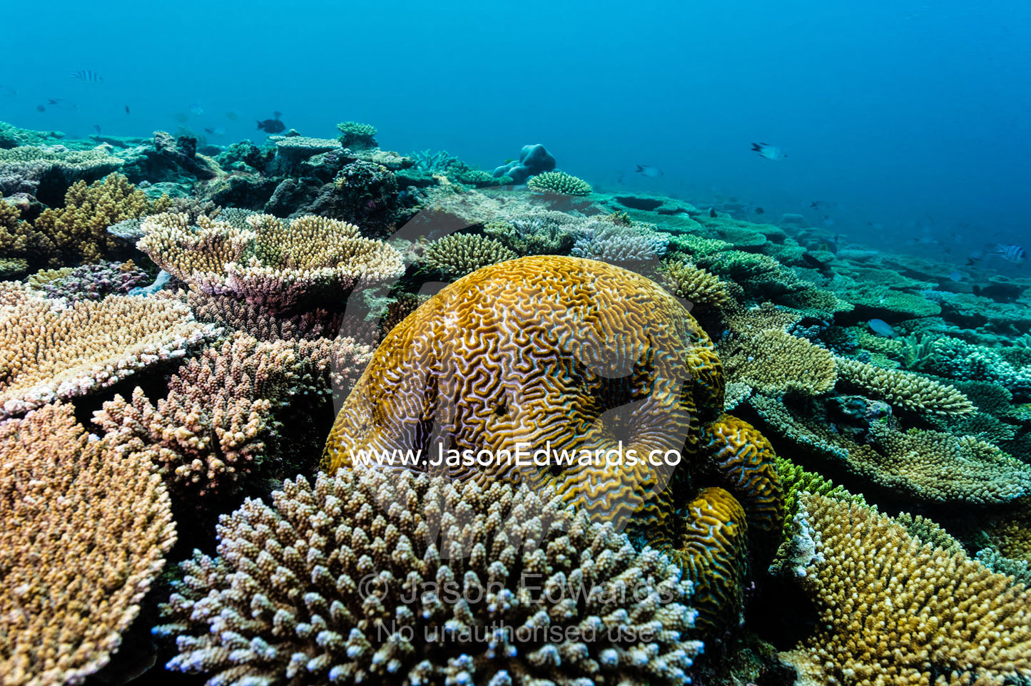 A Brain coral emerges from Plate Corals on a tropical reef. Heron Island, Great Barrier Reef, Queensland, Australia.
