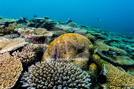 A Brain coral emerges from Plate Corals on a tropical reef. Heron Island, Great Barrier Reef, Queensland, Australia.