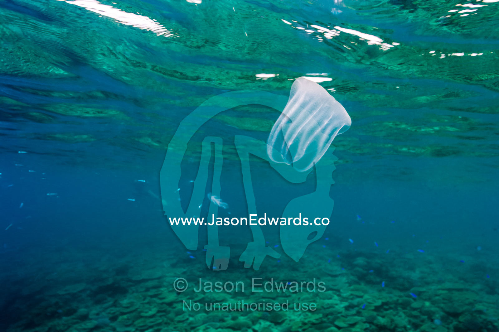 A Cone Jelly swimming just below the tropical ocean surface. Heron Island, Great Barrier Reef, Queensland, Australia.
