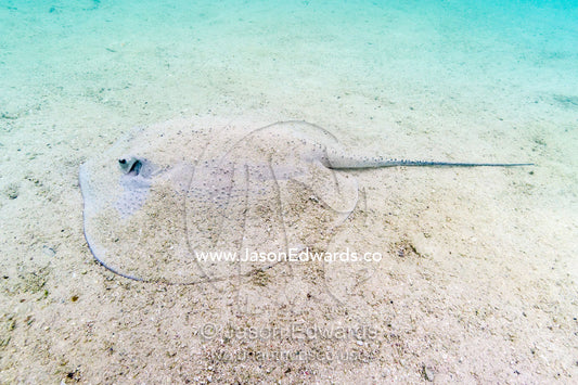 A Porcupine Ray resting and camouflaged on the sandy ocean floor. Heron Island, Great Barrier Reef, Queensland, Australia.