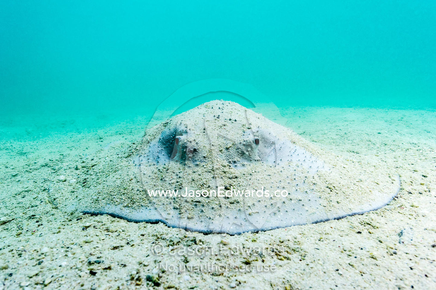 A Porcupine Ray resting and camouflaged on the sandy ocean floor. Heron Island, Great Barrier Reef, Queensland, Australia.