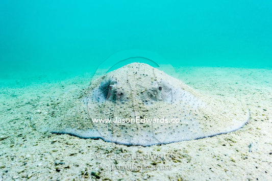 A Porcupine Ray resting and camouflaged on the sandy ocean floor. Heron Island, Great Barrier Reef, Queensland, Australia.