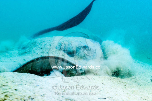 A Cowtail Stingray launches from the sand with it's powerful tail. Heron Island, Great Barrier Reef, Queensland, Australia.