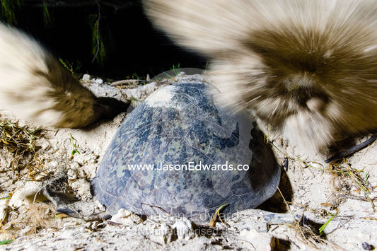 A Vulnerable Green Turtle digging sand with it's flippers and laying a clutch of eggs in a nest at night. Heron Island, Great Barrier Reef, Queensland, Australia.