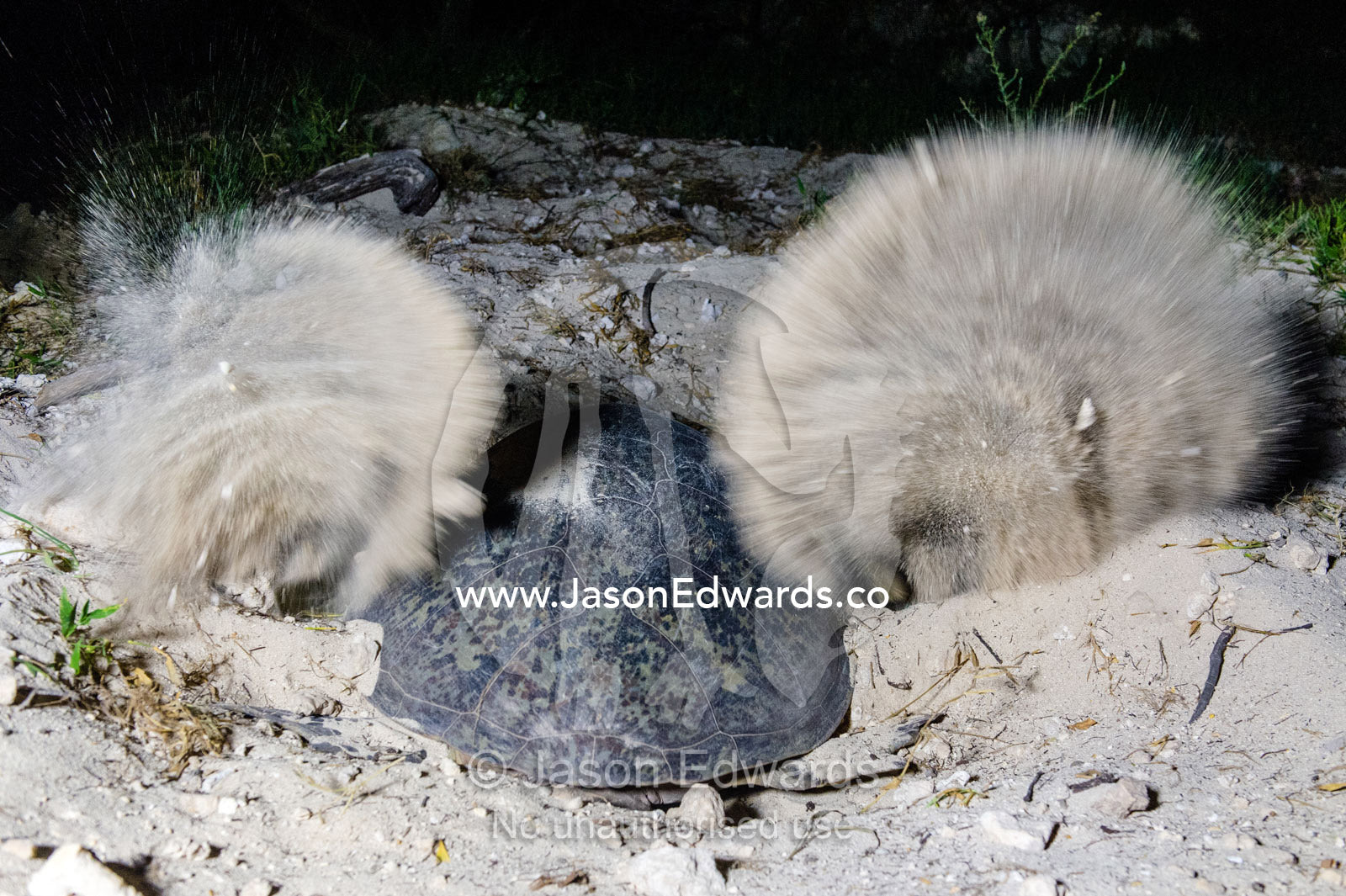 A Vulnerable Green Turtle digging sand with it's flippers and laying a clutch of eggs in a nest at night. Heron Island, Great Barrier Reef, Queensland, Australia.
