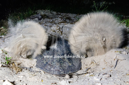 A Vulnerable Green Turtle digging sand with it's flippers and laying a clutch of eggs in a nest at night. Heron Island, Great Barrier Reef, Queensland, Australia.