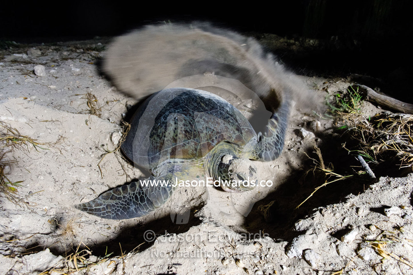 A Vulnerable Green Turtle digging sand with it's flippers and laying a clutch of eggs in a nest at night. Heron Island, Great Barrier Reef, Queensland, Australia.