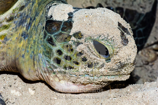 A Vulnerable Green Turtle laying a clutch of eggs in a sand nest at night. Heron Island, Great Barrier Reef, Queensland, Australia.