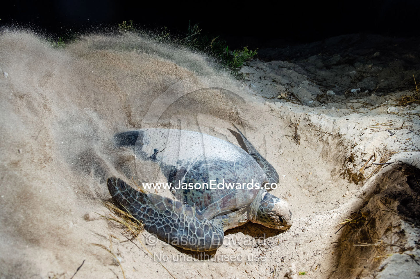 A Vulnerable Green Turtle digging sand with it's flippers and laying a clutch of eggs in a nest at night. Heron Island, Great Barrier Reef, Queensland, Australia.