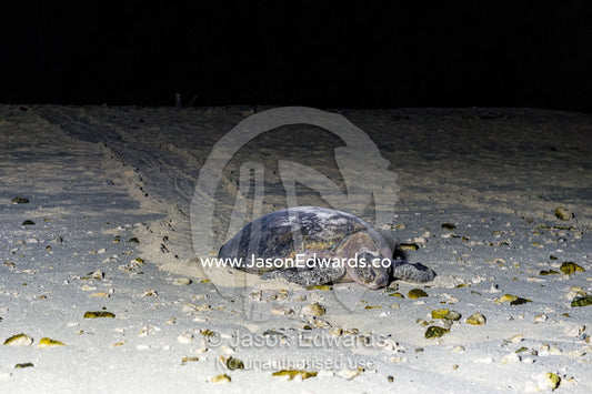 A Vulnerable Green Turtle heads back into the ocean after laying a clutch of eggs in a nest at night. Heron Island, Great Barrier Reef, Queensland, Australia.