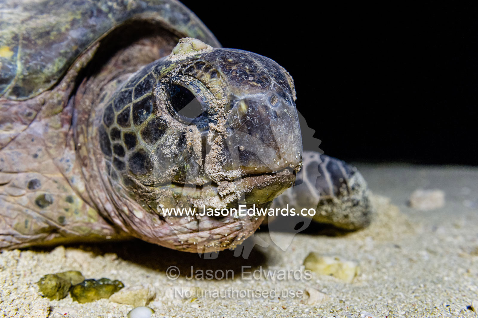 A Vulnerable Green Turtle heads back into the ocean after laying a clutch of eggs in a nest at night. Heron Island, Great Barrier Reef, Queensland, Australia.