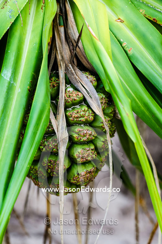 The large seed pod of a Pandanas Palm on a tropical island. Heron Island, Great Barrier Reef, Queensland, Australia.