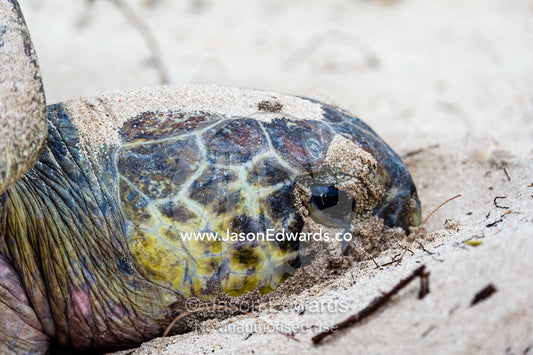 A Vulnerable Green Turtle digging sand with it's flippers and laying a clutch of eggs in a nest at dawn. Heron Island, Great Barrier Reef, Queensland, Australia.