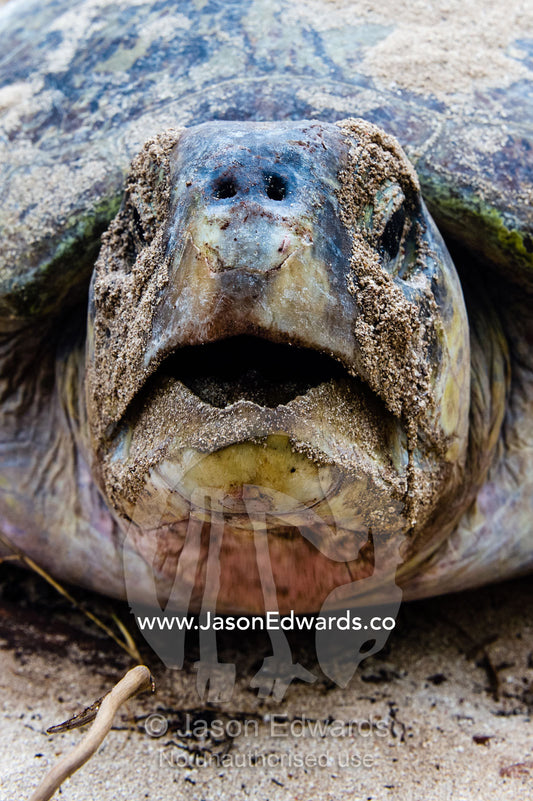 A Vulnerable Green Turtle digging sand with it's flippers and laying a clutch of eggs in a nest at dawn. Heron Island, Great Barrier Reef, Queensland, Australia.