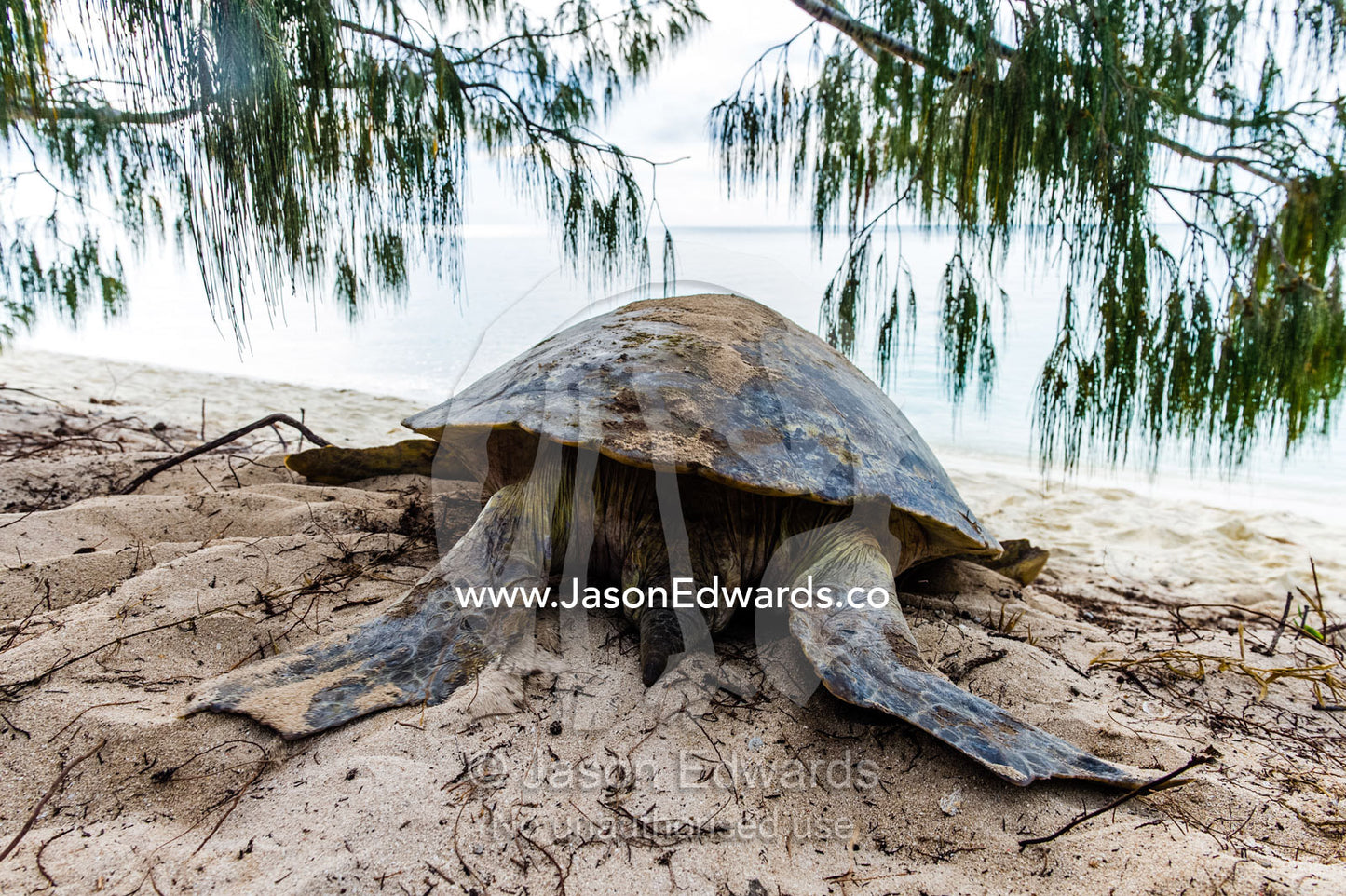 A Vulnerable Green Turtle heads back into the ocean after laying a clutch of eggs in a nest at night. Heron Island, Great Barrier Reef, Queensland, Australia.