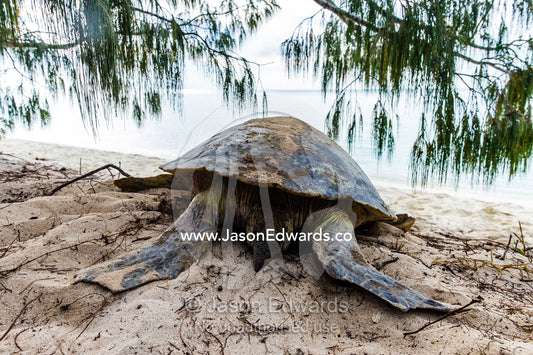 A Vulnerable Green Turtle heads back into the ocean after laying a clutch of eggs in a nest at night. Heron Island, Great Barrier Reef, Queensland, Australia.