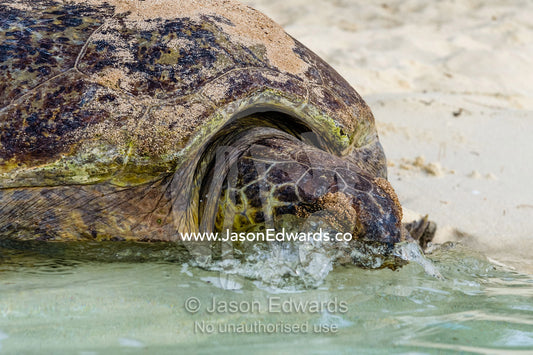 A Vulnerable Green Turtle heads back into the ocean after laying a clutch of eggs in a nest at night. Heron Island, Great Barrier Reef, Queensland, Australia.