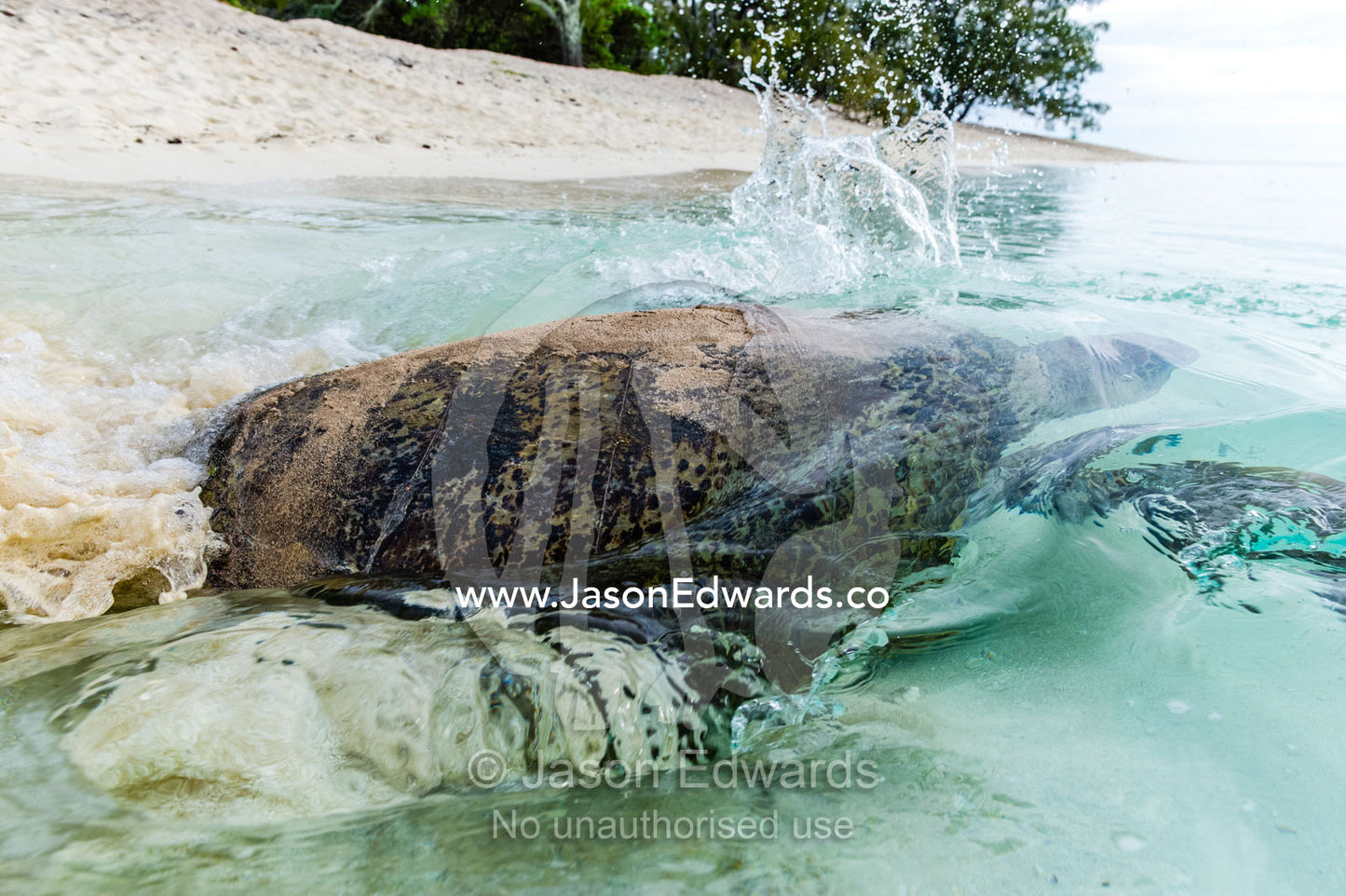A Vulnerable Green Turtle heads back into the ocean after laying a clutch of eggs in a nest at night. Heron Island, Great Barrier Reef, Queensland, Australia.