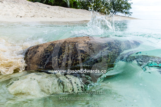 A Vulnerable Green Turtle heads back into the ocean after laying a clutch of eggs in a nest at night. Heron Island, Great Barrier Reef, Queensland, Australia.