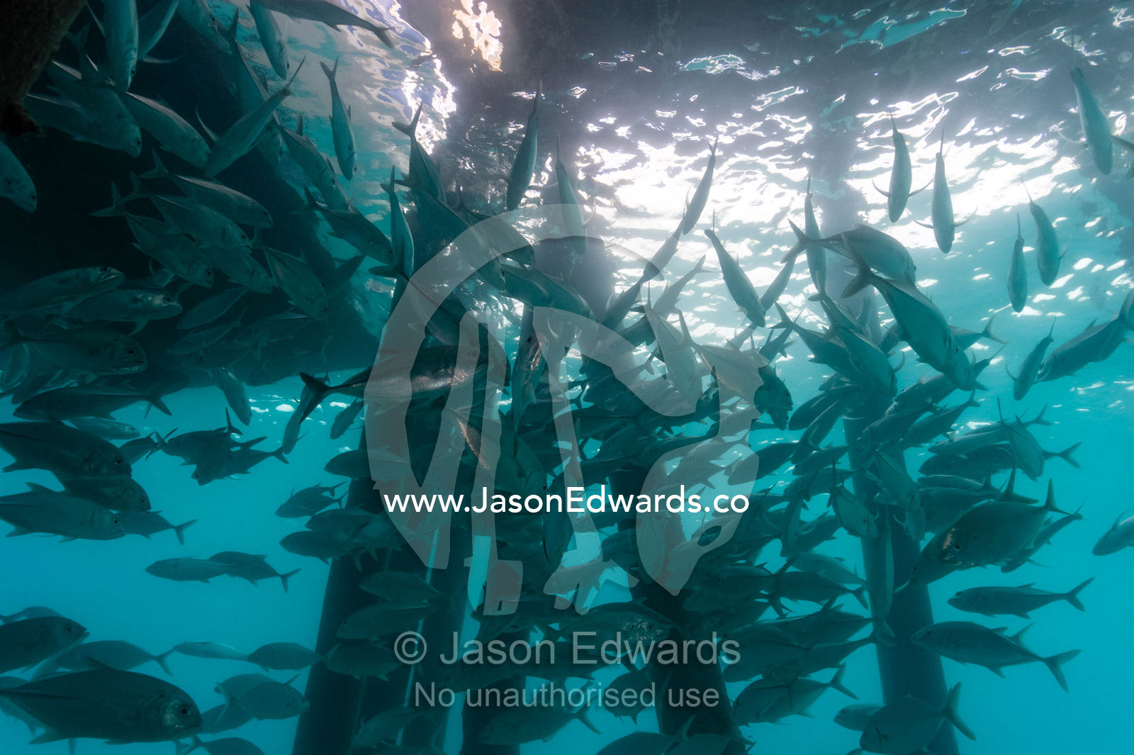 A shoal of Bigeye Trevally schooling beneath jetty pylons. Heron Island Harbour, Heron Island, Great Barrier Reef, Queensland, Australia.