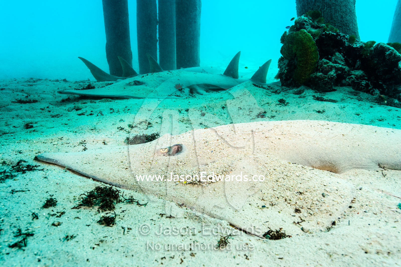 An Eastern Shovelnose Ray resting on the ocean floor beneath a jetty. Heron Island Harbour, Heron Island, Great Barrier Reef, Queensland, Australia.