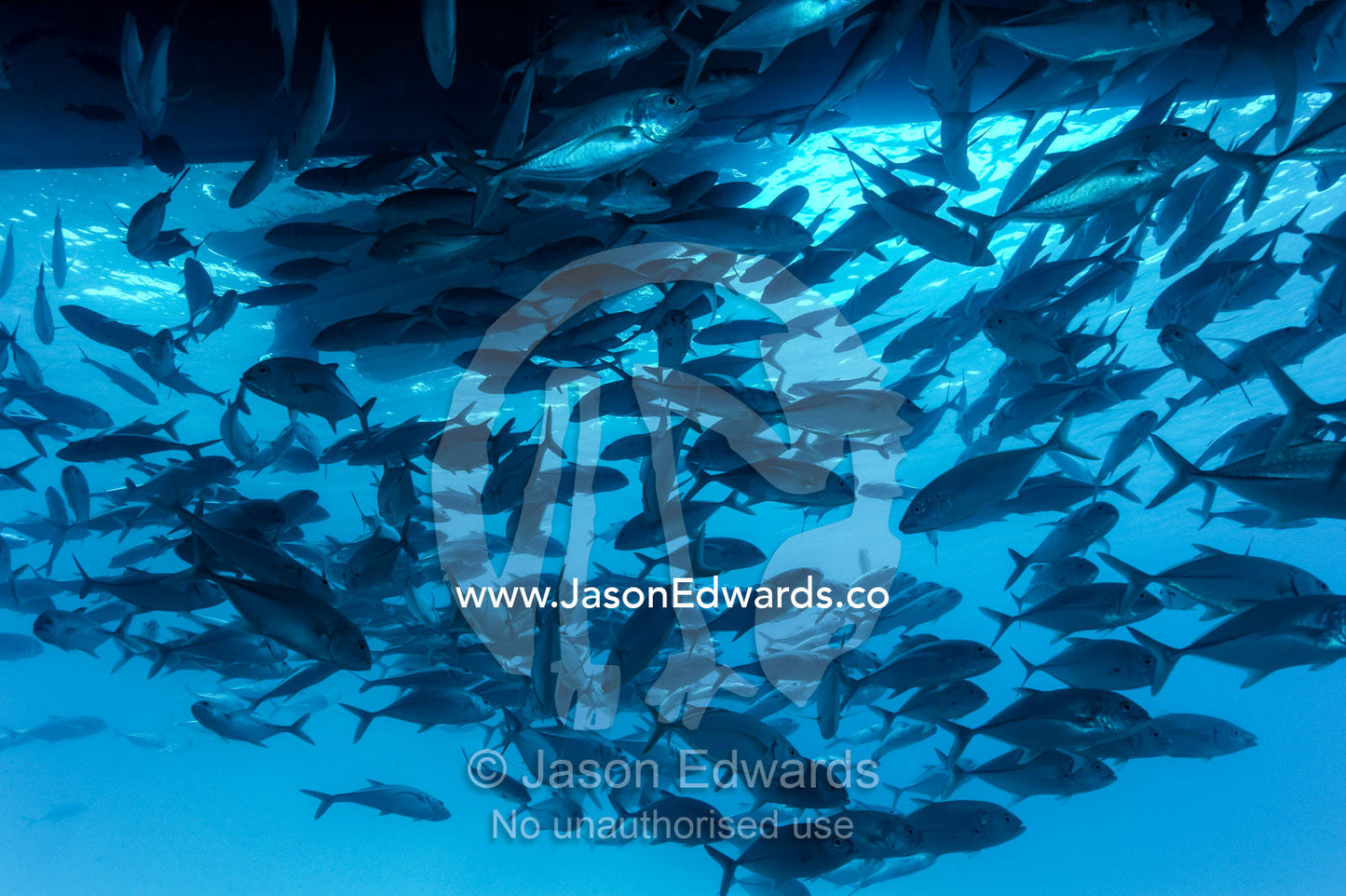 A shoal of Bigeye Trevally schooling beneath the hull of a boat. Heron Island Harbour, Heron Island, Great Barrier Reef, Queensland, Australia.