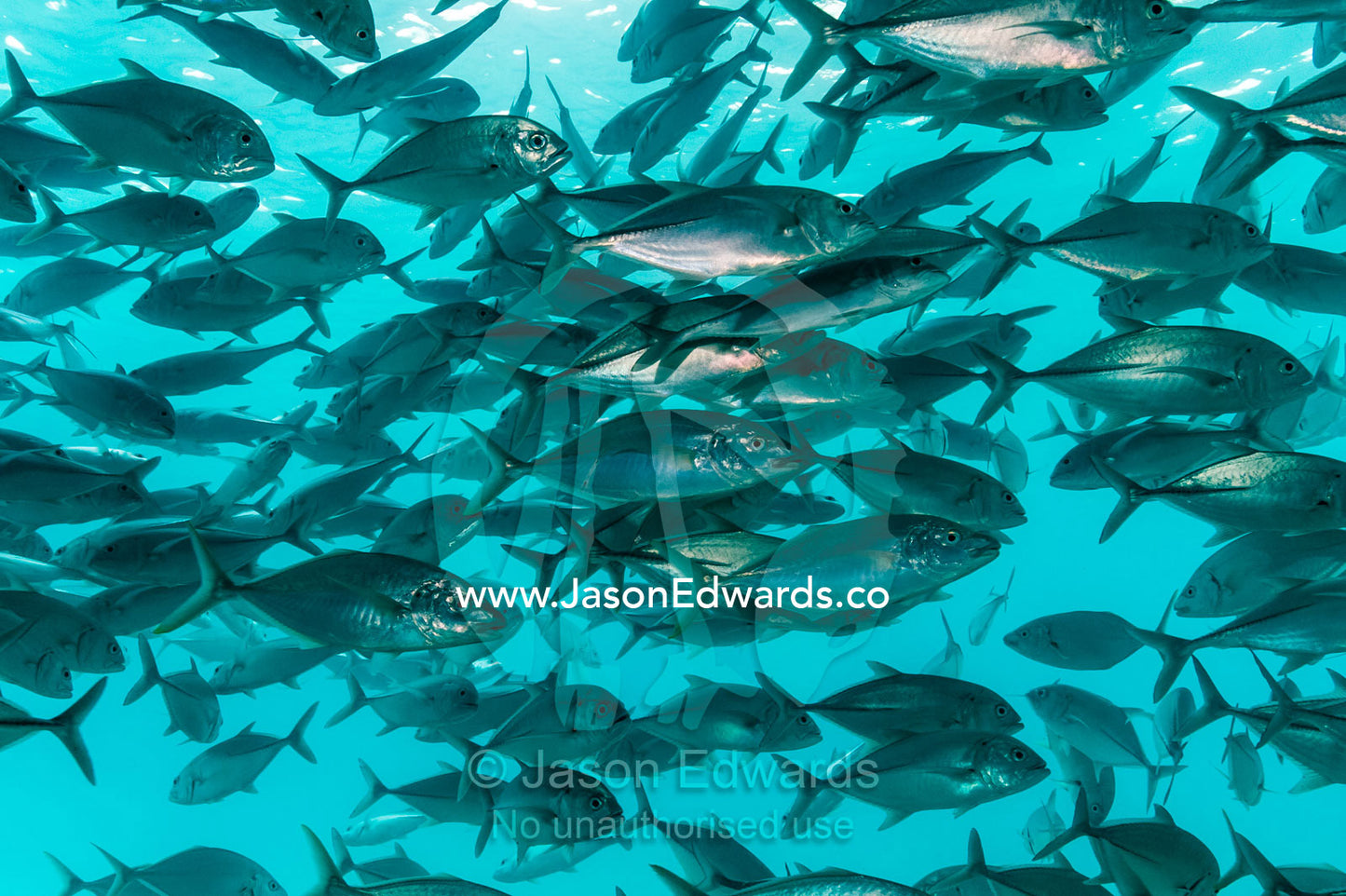 A shoal of Bigeye Trevally schooling beneath the hull of a boat. Heron Island Harbour, Heron Island, Great Barrier Reef, Queensland, Australia.
