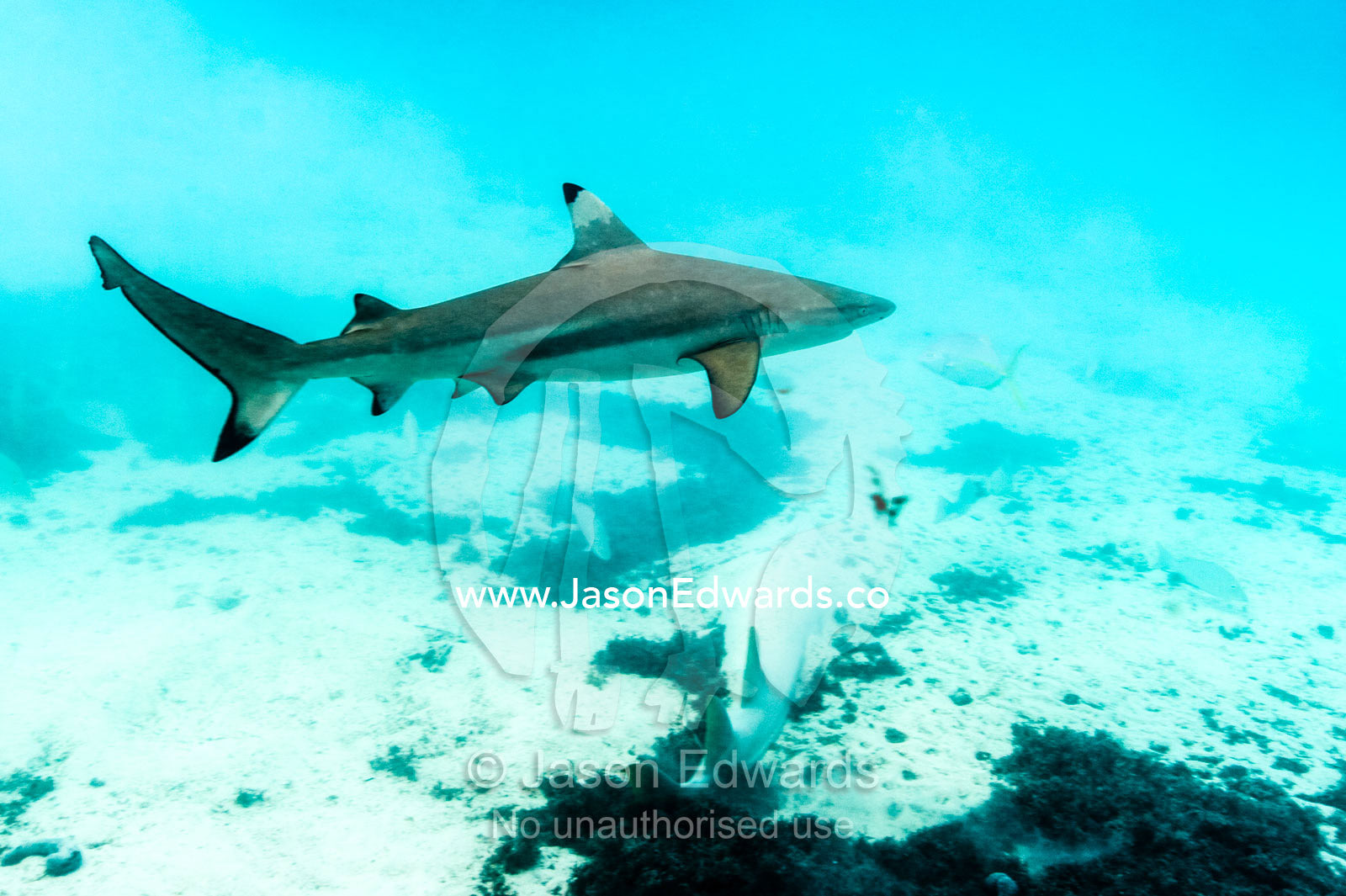 A Black-tip Reef Shark patrolling the ocean. Heron Island Harbour, Heron Island, Great Barrier Reef, Queensland, Australia.