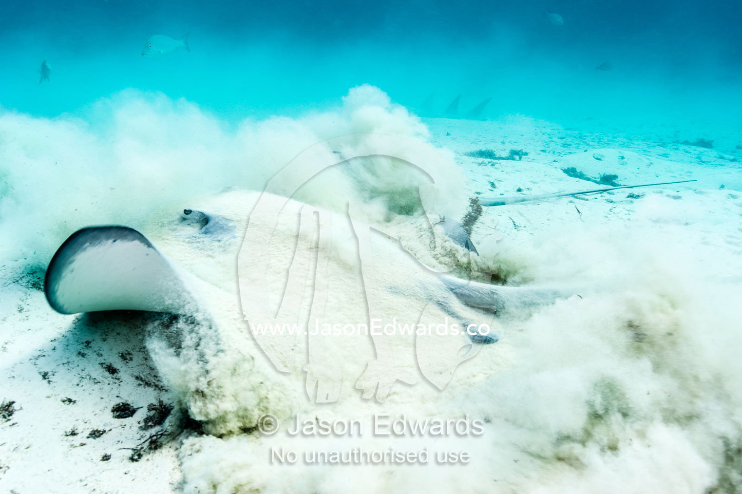 A Pink Whipray launches from the sand with it's powerful tail. Heron Island Harbour, Heron Island, Great Barrier Reef, Queensland, Australia.