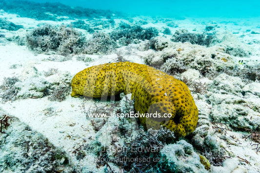 A colorful Sea Cucumber on the ocean floor. Heron Island Harbour, Heron Island, Great Barrier Reef, Queensland, Australia.