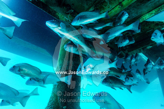 A shoal of Painted Sweetlips schooling beneath a jetty. Heron Island Harbour, Heron Island, Great Barrier Reef, Queensland, Australia.