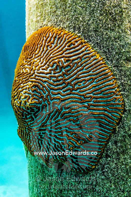 The linear patterns on a Brain Coral on a jetty pylon. Heron Island Harbour, Heron Island, Great Barrier Reef, Queensland, Australia.