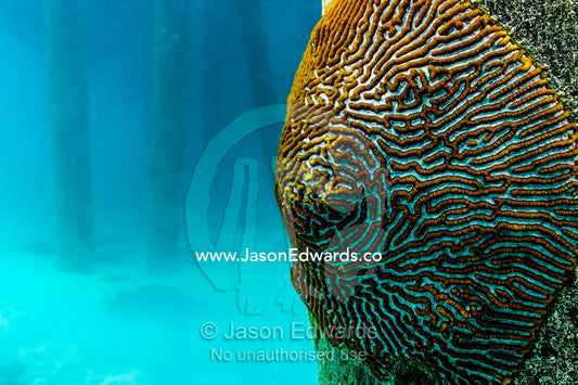 The linear patterns on a Brain Coral on a jetty pylon. Heron Island Harbour, Heron Island, Great Barrier Reef, Queensland, Australia.