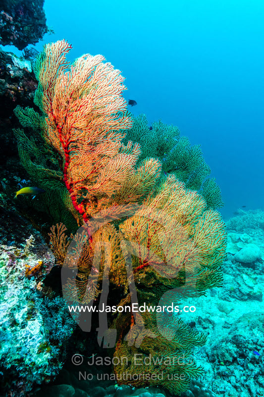 The bright red colors of a Gorgonian Sea fan feeding on a coral reef. Heron Island, Great Barrier Reef, Queensland, Australia.