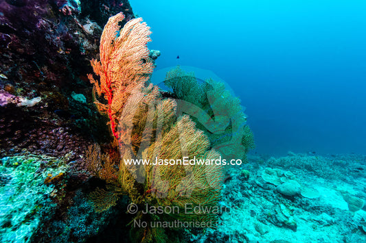 The bright red colous of a Gorgonian Sea fan feeding on a coral reef. Heron Island, Great Barrier Reef, Queensland, Australia.