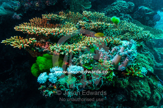 A colony of hard and soft corals with Turtle Weed. Heron Island, Great Barrier Reef, Queensland, Australia.