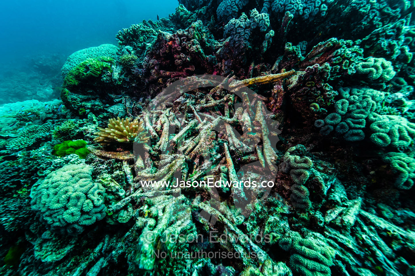 The shattered remains of a dead coral colony on a reef. Heron Island, Great Barrier Reef, Queensland, Australia.